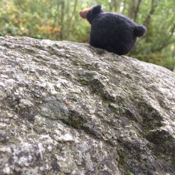 the bear on a more dramatic angle on the rock